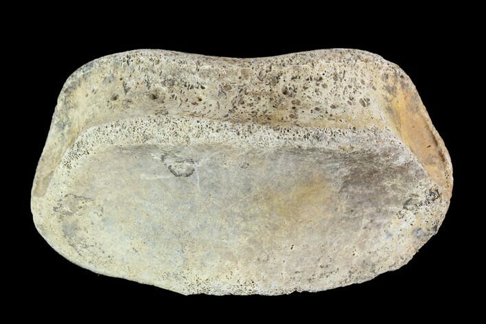 Hadrosaur Toe Bone - Alberta (Disposition #-) #95130